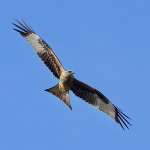 Red Kite