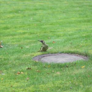 Eurasian Green Woodpecker