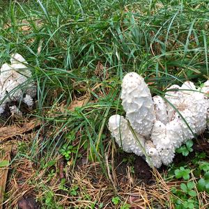 Shaggy Mane