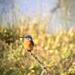 Common Kingfisher