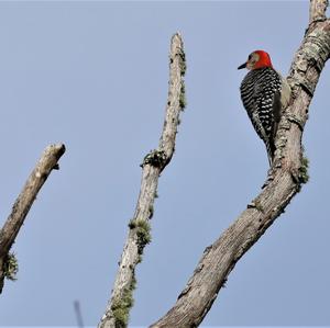 Red-bellied Woodpecker