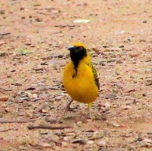 Southern Masked-weaver