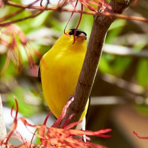 American Goldfinch