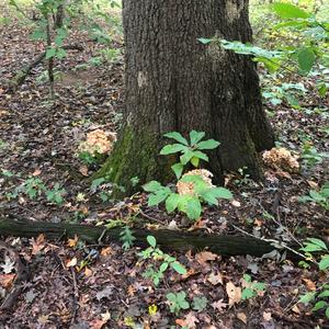 Hen-of-the-Woods