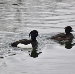 Tufted Duck