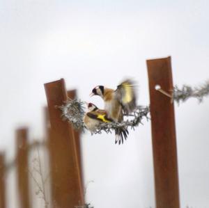 European Goldfinch