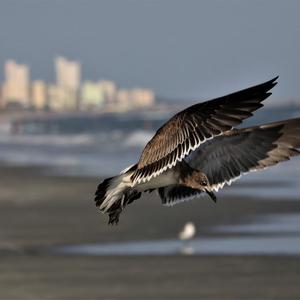 Laughing Gull