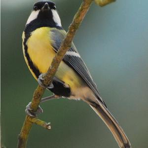 Great Tit