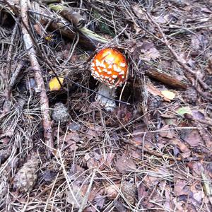 Fly Agaric