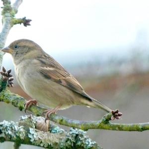 House Sparrow