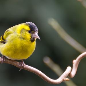 Eurasian Siskin