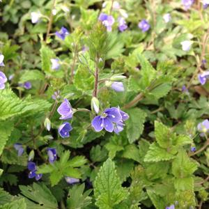 Heath Speedwell