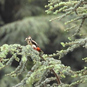 Great Spotted Woodpecker