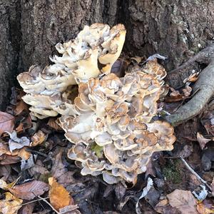 Hen-of-the-Woods