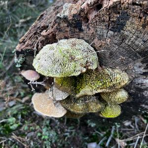 Thick-maze Oak polypore