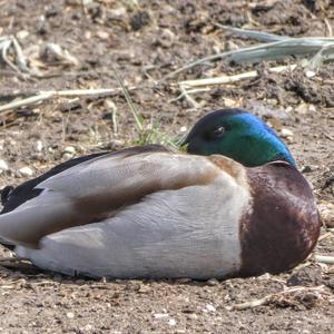 Mallard