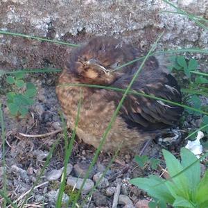 Eurasian Blackbird