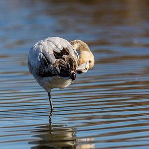 Greater Flamingo