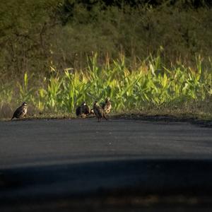 Red-legged Partridge