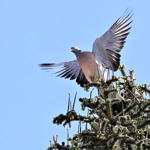 Common Wood-pigeon