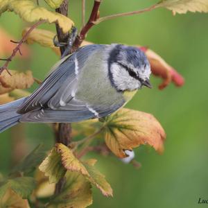 Blue Tit