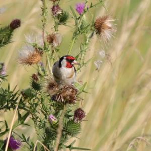 European Goldfinch