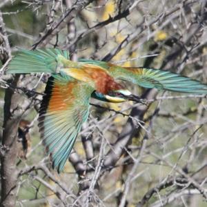 European Bee-eater