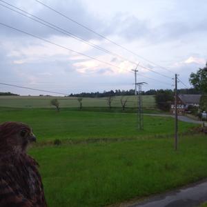 Common Kestrel