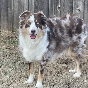 Australian Shepherd