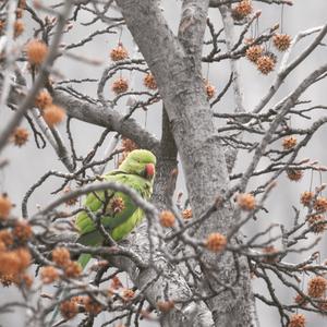 Rose-ringed Parakeet