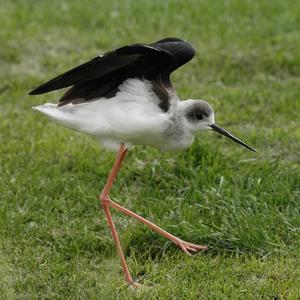 Black-winged Stilt