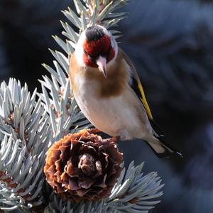 European Goldfinch