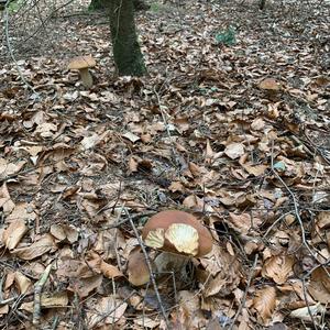 King Bolete