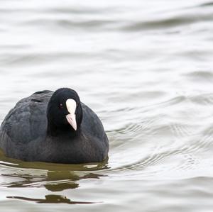 Common Coot