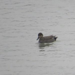 Red-crested Pochard