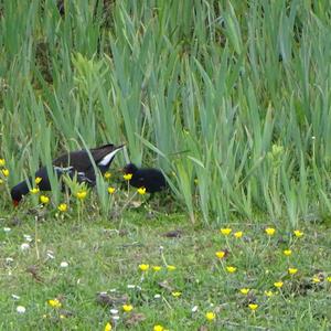 Common Moorhen