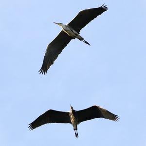 Grey Heron