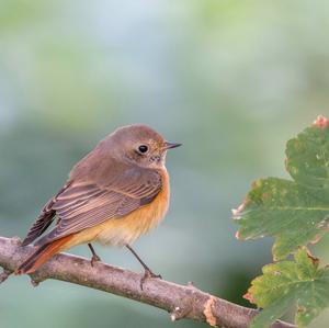 Common Redstart