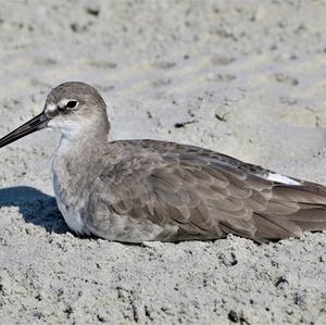 Willet