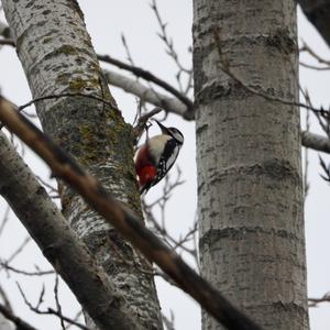 Great Spotted Woodpecker