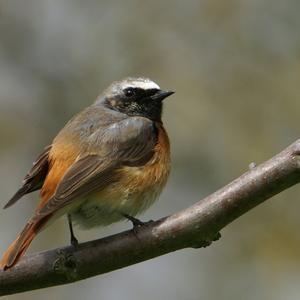 Common Redstart