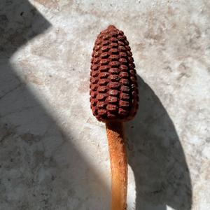 Unknown Species