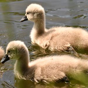 Höckerschwan