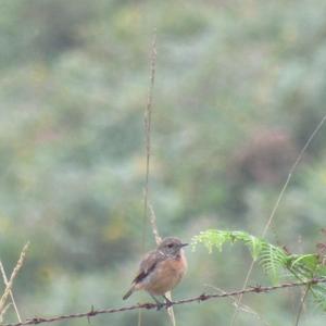 European stonechat