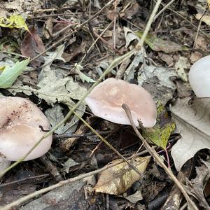 Wood Blewit