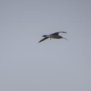 Whimbrel