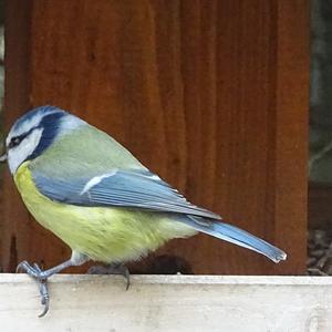 Blue Tit