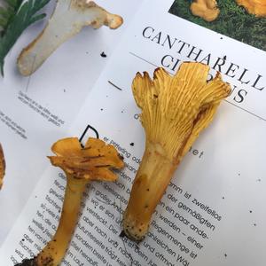 Chanterelle, Common