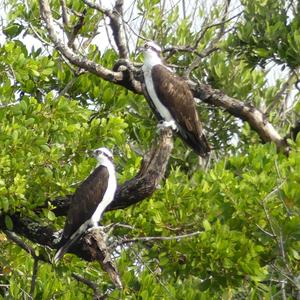 Osprey