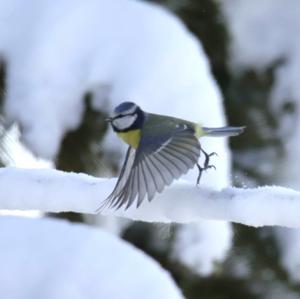 Blue Tit